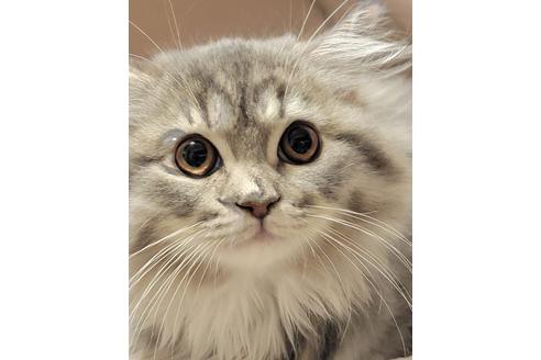 成約済の埼玉県のサイベリアン-19125の2枚目